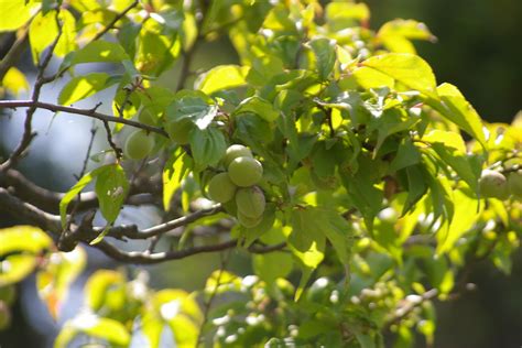 八掛梅|小島の八房の梅・数珠掛け桜